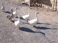 Geese — photo 2