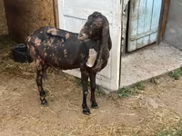 Dişi keçi, Kamori goats — foto 5