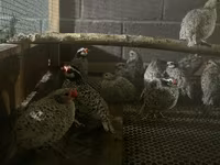 Bobwhite — foto 2