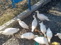 Ducks — फ़ोटो 1