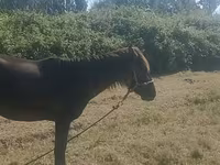 Madyan, Azerbaijan horse — foto 3