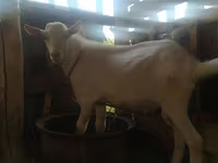Goat, Saanen goat — photo 5