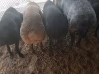 Bode, Cabras — foto 2