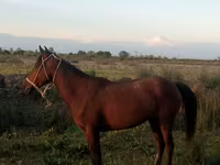 Mare, Karabakh horse — photo 1