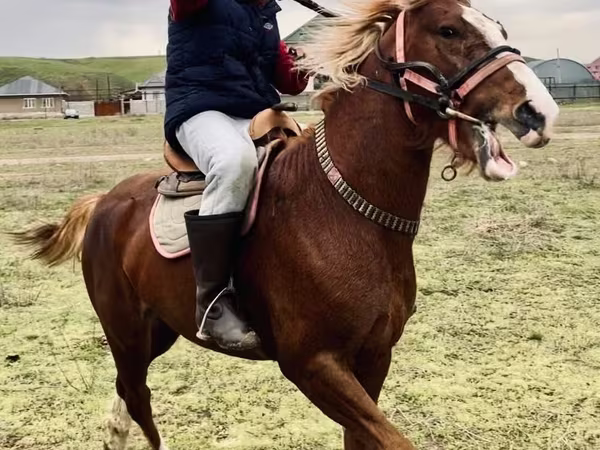 حصان, Kazakh horse
