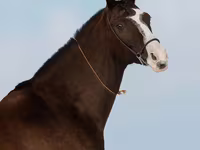 Madyan, Akhal-Teke — foto 6