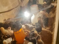 Australorp — foto 5