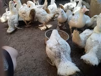 Ducks — zdjęcie 4