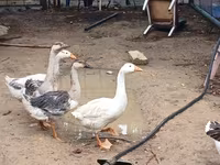 Geese — foto 1
