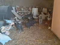Chickens — foto 6