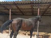 حصان, Karachay horse — الصورة 2