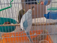 Dalmatin dalğalı papağanlar üçün tam dəst qəfəs Məhsul təsviri: - — photo 2