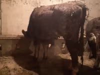 Cow, Cattle — photo 2