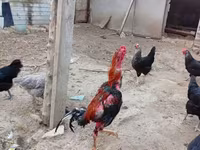 Chickens — photo 6