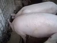 Чочколор (партия, жынысы көрсөтүлгөн эмес) — сүрөт 1