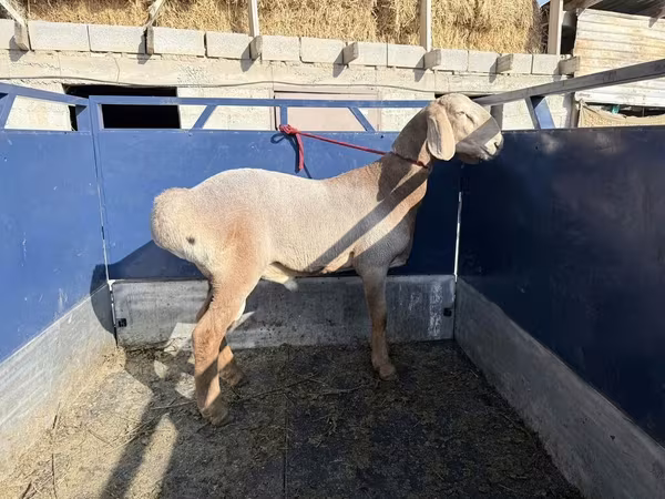 Baran, Arashan sheep