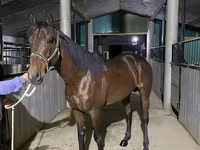 Horse (M), Arabian horse — photo 2