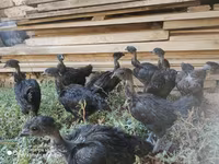 Chickens — photo 1