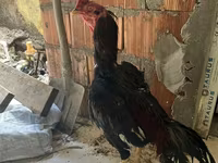 Chickens — foto 1