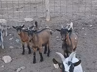 Cabro, Pomellata goat — foto 2