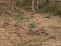 Krava, Swiss cattle — foto 7