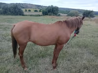 母马, Horses — 照片 3