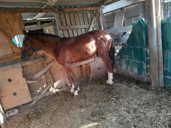 Mare, Horses