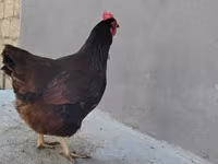 Chickens — foto 4