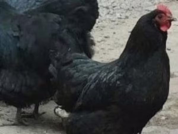 Chickens