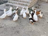 Ducks — Foto 2