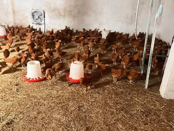 Chickens — أرمينيا