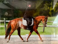 At, Quarter Horse — foto 3