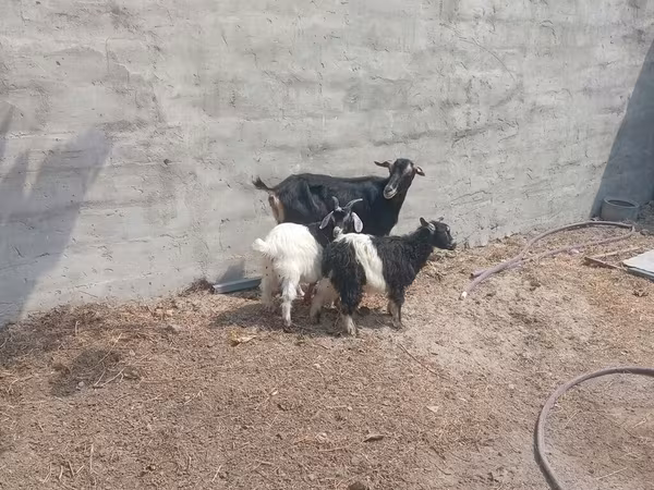 Goat, Goats — Azerbaijan