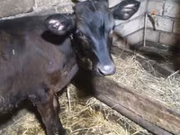 Bull, Cattle — photo 2