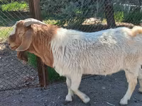Keçi, Boer goat — foto 2