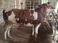 Bulle, Ukrainian Red Pied Dairy cattle — Foto 3