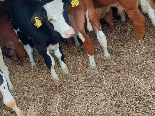 मवेशी (लॉट, लिंग निर्दिष्ट नहीं), Simmental cattle