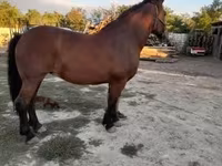 Kobyła, Međimurje horse — zdjęcie 1