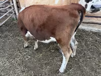 Cattle (batch, sex not specified), Simmental cattle — photo 1
