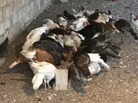 Turkeys — foto 8
