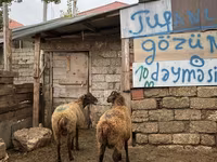 Qoç, Qoyunlar — foto 8