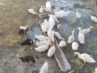 Ducks — photo 3