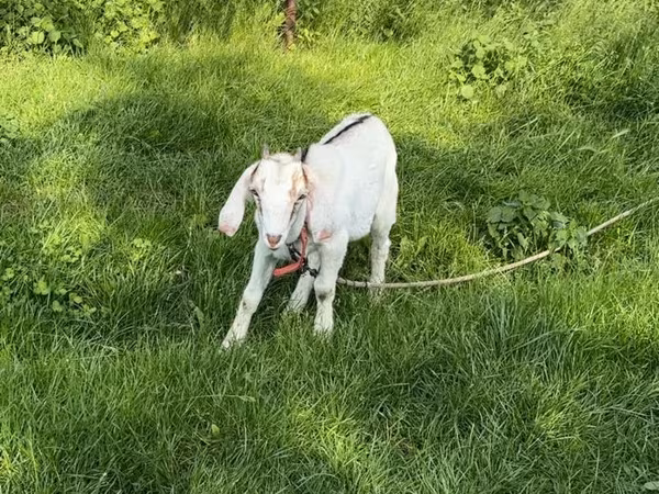 Goat, Nubian Goat