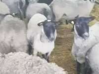 Schaf, Romanov sheep — Foto 6