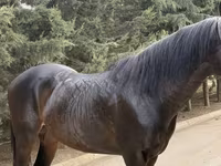 Horse (M), Thoroughbred horse — photo 3