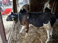 Byk, Russian Black pied cattle — zdjęcie 2