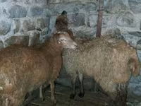 Qoç, Qoyunlar — foto 8