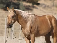 Cavalo, Quarter Horse — foto 5