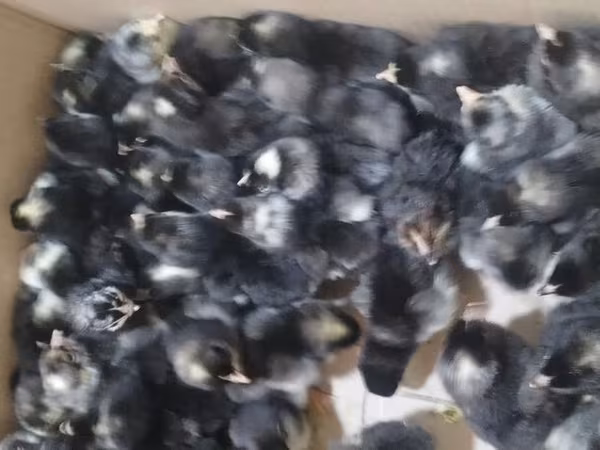 Chickens — Azerbaijan