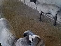 Sheep (batch, sex not specified), Merino sheep — photo 1